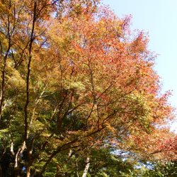 少し早めの紅葉トレッキング~「高尾山」~