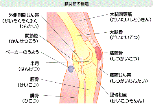 女性のためのテーピング講座 応用編 膝攻略 さかいや店舗ブログ